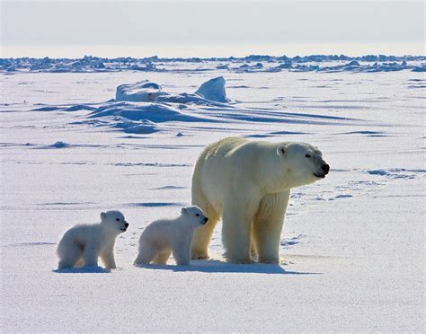 Arctic Bear Parimatch